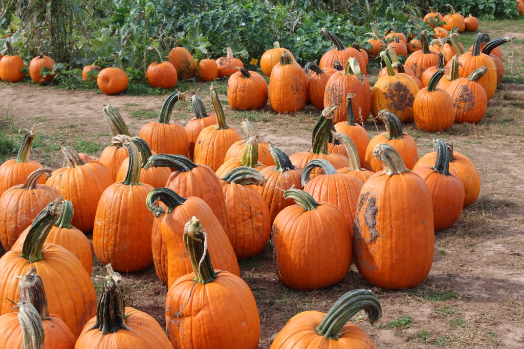 Mon premier Pumpkin Patch Octobre 2016&nbsp;!